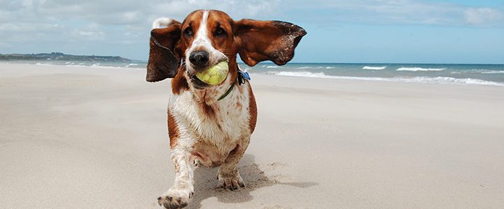 Calling all dog-walkers